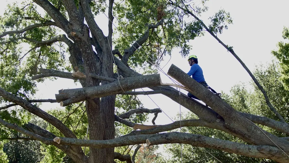 Professional Crown Thinning performed by certified arborists in Kula