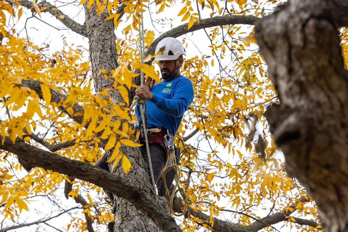 Skilled Storm Damage Cleanup crew working in Kula